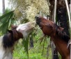 Abaco Barb Horse Breed