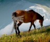 Altai Horse Breed