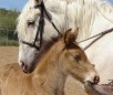 American Cream Draft Horse Breed