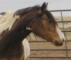 American Indian Horse