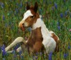American Paint Horse Breed