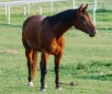 American Quarter breed