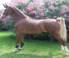 American Saddlebred