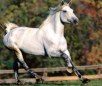 Amerivan Warmblood Horse Breed