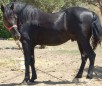 Andravida Horse