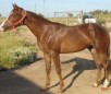 Anglo Arab Sardinian