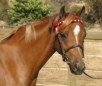 Anglo Arabian Horse Breed
