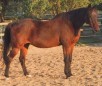 Anglo Cabardiner Horse Breed