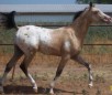 Ara Apaloosa