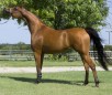 Arabian Horse Breed