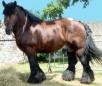 Ardennes Breed of Horse