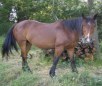 Argentione Criollo Horse Breed