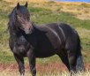 Australian Brumby