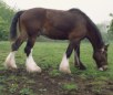 Australian Draught Horse
