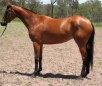 Australian Stock Horse Breed