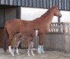 Austrian Warmblood Horse