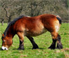 Auxois Horse Breed