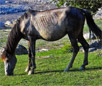 Azerbaijan Horse Breed