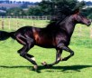 Azteca Horse Breed