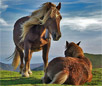 Basque Mountain Horse Breed