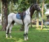 Bavarian Warmblood Horse