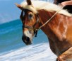 Belgian Horse Breed