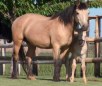 Blazer Horse Breed