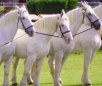 Boulonnais Horse Breed