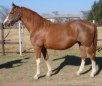 Brandenburger Horse