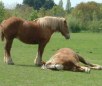 Breton Horse Breed