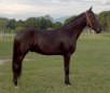 Campolina Horse Breed