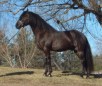 Canadian Horse Breed