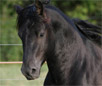 Canadian Pacer Horse Breed