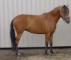 Caspian Horse Breed Jigsaw
