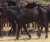 Cavallo Romano Horse Breed