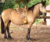 Chilean Corralero