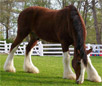 Clydesdale Horse Breed
