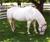 Colorado Ranger Horse