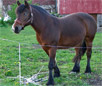 Colblood Trotter Horse