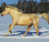 Czech Warmblood Horse