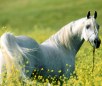 Danish Warmblood Horse Breed