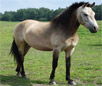 Estonian Horse