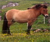 Faroe Horse Breed