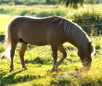 Finnhorse Breed