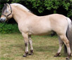 Fjord Horse Jigsaw