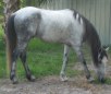 Florida Cracker Horse