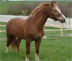 Freiberger Horse Breed