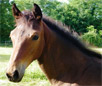 French Trotter Horse Breed