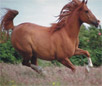 Furioso Horse Breed