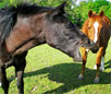 Galiceno Horse Breed
